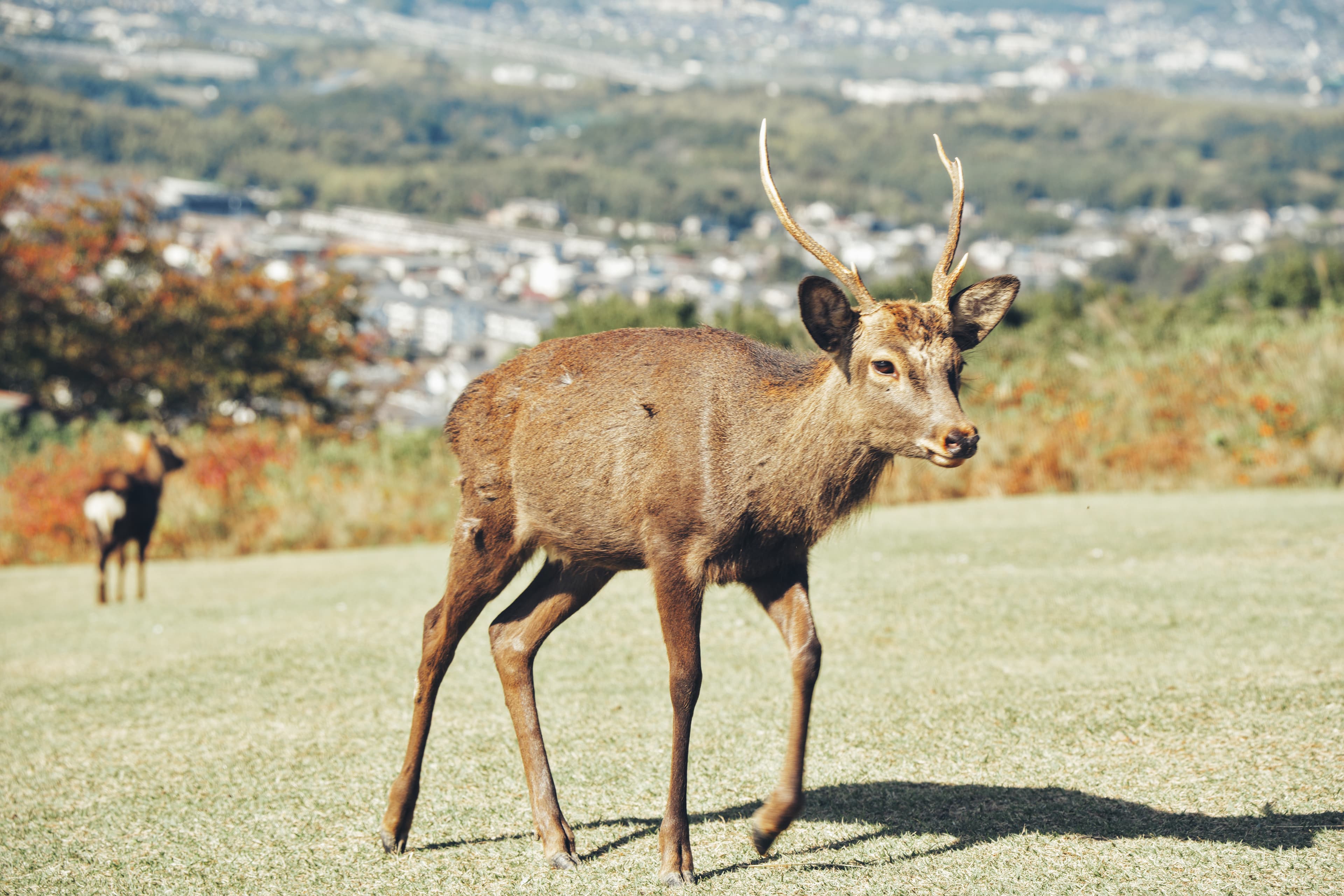 Sika deer